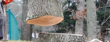 Best Firewood Processing and Delivery  in Rosenberg, TX